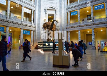 I visitatori dello Smithsonian National Museum of Natural History, Washington, D.C. Foto Stock