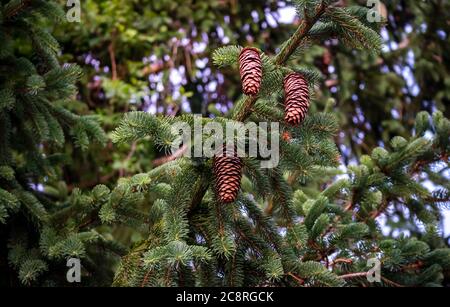 Giovane crescita di abete rosso fiorisce su una punta di molla di ramo, bellissimi nuovi coni in abete rosso. East Greenwich, Rhode Island Foto Stock