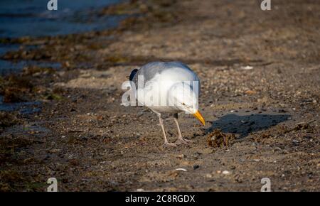 Un Seagull sorge sull'acqua su una spiaggia sabbiosa nel Goddard Memorial state Park, East Greenwich, Rhode Island Foto Stock