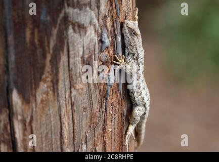 Alert Western Fence lucertola su redwood - Cambria Foto Stock