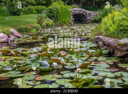 Splendida vista sul laghetto di Lily nella storica Blithewold Mansion, Gardens & Arboretum, Bristol, Rhode Island Foto Stock