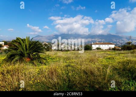 Prato di primavera con fiori gialli con vista sulle montagne di Altea, Costa Blanca, Spagna Foto Stock