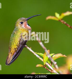 Novellame Mango di Pravostii, Anthracotorax prevostii, al Rancho Naturalista in Costa Rica. Foto Stock