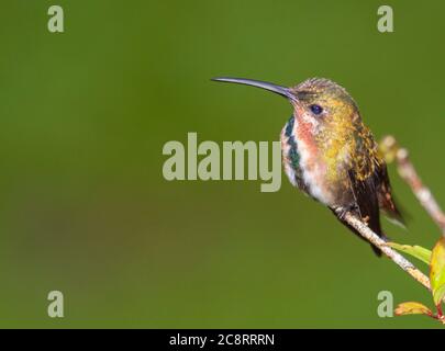 Novellame Mango di Pravostii, Anthracotorax prevostii, al Rancho Naturalista in Costa Rica. Foto Stock