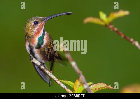 Novellame Mango di Pravostii, Anthracotorax prevostii, al Rancho Naturalista in Costa Rica. Foto Stock