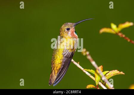 Novellame Mango di Pravostii, Anthracotorax prevostii, al Rancho Naturalista in Costa Rica. Foto Stock