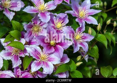 Clematis rosa viola (Clematis lanuginosa Lindl. ) in fiore Foto Stock