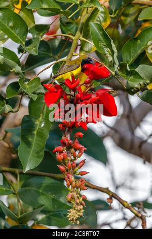 Maschio Olive-backed Sunbird o giallo-belled Sunbird (Cinnyris jugularis) seduto su Erythrina rossa, artiglio della tigre o albero di Corallo. Bali, Indonesia. Foto Stock