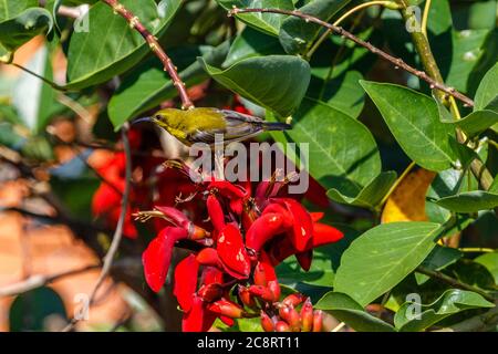 Femmina di Sunbird con spalle di ulivo o Sunbird con la sua nuance gialla (Cinnyris jugularis) seduto su Erythrina rossa, artiglio della tigre o albero di Corallo. Bali, Indonesia. Foto Stock