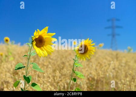 Due fiori di suflower gialli luminosi sul campo di avena con linee elettriche sullo sfondo Foto Stock