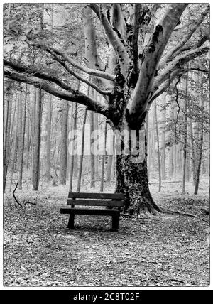 Una panchina del parco si trova sotto un grande albero nella Chapel Branch Nature Area vicino a Seaford, DE. (Versione in bianco e nero) Foto Stock