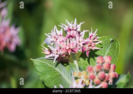 Milkweed comune, Asclepias syriaca L., che cresce selvaggio al parco statale Great Salt Plains in Oklahoma, USA. Farfalla grigia Hairstreak, Strymon melinus f Foto Stock