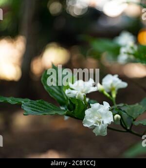 gardenia jasminoides bianco fiore grande e foglia verde. Foto Stock