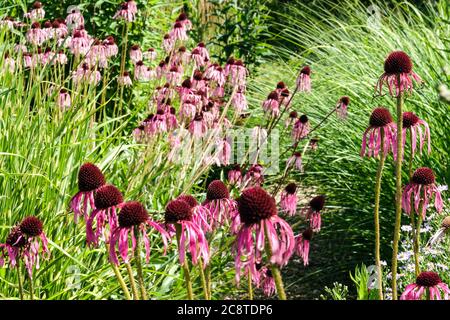 Echinacea fiori di pallida in giardino erboso fiori viola Foto Stock