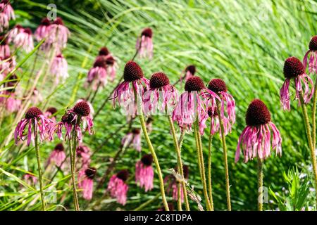 Echinacea pallida gruppo pale Viola Coneflower giardino indurito fiori perenni Foto Stock