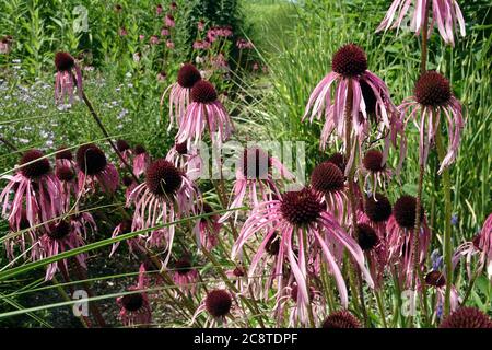 Echinacea pallida coneflowers Foto Stock