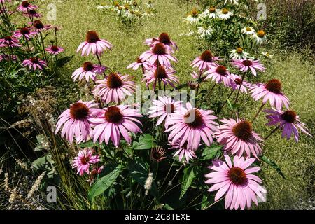 Porpora Coneflower Echinacea purpurea grumo Foto Stock