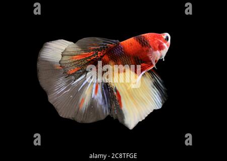 Betta Koi Nemo HM Halfmoon plakat maschio o Plakat Fighting Fish Splendens su sfondo nero. Foto Stock