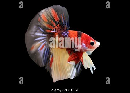 Betta Koi Nemo HM Halfmoon plakat maschio o Plakat Fighting Fish Splendens su sfondo nero. Foto Stock