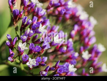 Piccoli fiori bianchi e viola della pianta esotica Statice primo piano Foto Stock