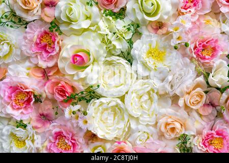 molti colori diversi. Rosa sfondo. Sfondo colorato rosa parete con diversi tipi di rose. Foto Stock
