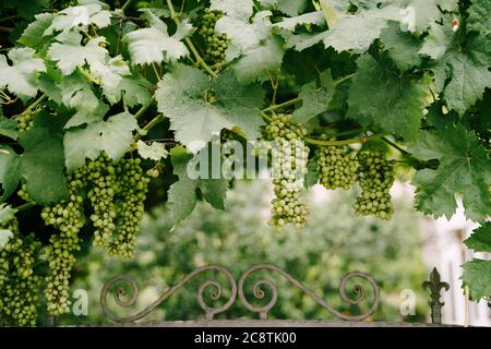 Grappoli di uva in foglie verdi su un arco nel cortile. Foto Stock