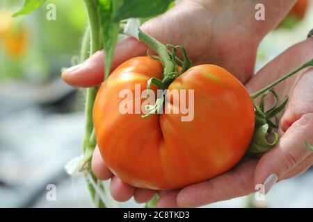 Pomodoro di manzo grande in mani contadine Foto Stock