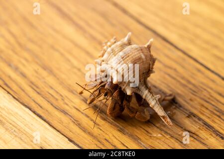 Australian Land Hermit Crab (Coenobita variabilis) che cammina su una superficie di legno Foto Stock