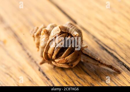 Australian Land Hermit Crab (Coenobita variabilis) sbucciando dalla sua conchiglia Foto Stock