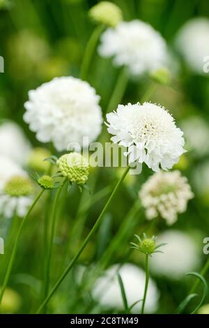 Scabiosa atropurpurea, 'Swowmaiden'. 'Fiore del cuscino', rosa egiziana 'Swowmaiden', fiore di Widow 'Swowmaiden'. Dolce scabio 'Swowmaiden' Foto Stock