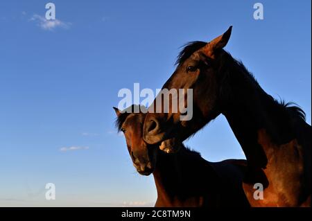 Cold Creek, Nevada, Stati Uniti. 26 luglio 2020. Due cavalli che si incontrano nei pressi della comunità montana di Cold Creek, Nevada, mentre il coronavirus continua a diffondersi negli Stati Uniti il 26 luglio 2020. Cold Creek, a 45 miglia dal centro di Las Vegas, si trova all'interno della Foresta Nazionale Humboldt-Toiyabe e l'Area ricreativa Nazionale delle Spring Mountains. Credit: David Becker/ZUMA Wire/Alamy Live News Foto Stock