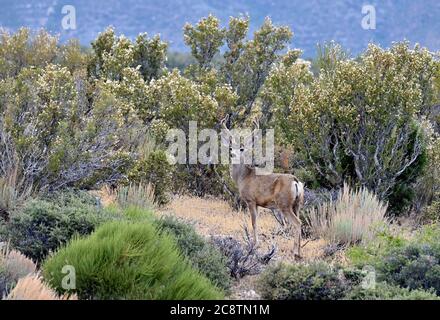 Cold Creek, Nevada, Stati Uniti. 26 luglio 2020. Un cervo sorge sulle colline sopra la comunità montana di Cold Creek, Nevada, il 26 luglio 2020. Cold Creek, a 45 miglia dal centro di Las Vegas, si trova all'interno della Foresta Nazionale Humboldt-Toiyabe e l'Area ricreativa Nazionale delle Spring Mountains. Credit: David Becker/ZUMA Wire/Alamy Live News Foto Stock