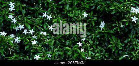 Astratto gelsomini bianchi di capo con foglie verdi (Gardenia jasminoides), foglie verdi tropicali sfondo natura Foto Stock