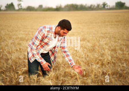 Agronomo che esamina la coltura di cereale prima di raccogliere seduto in campo d'oro. Sorridente agricoltore che tiene in mano un mazzo di orecchie di grano coltivato mature Foto Stock