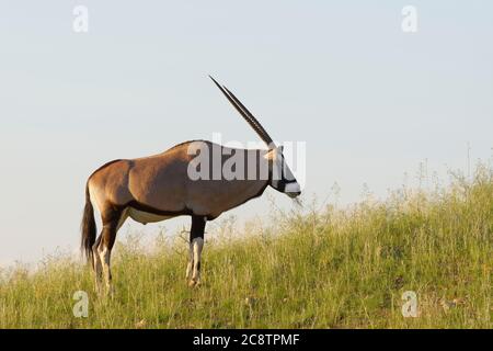 Gemsbok (Oryx gazella), maschio adulto, sulla duna di sabbia, nutrirsi sull'erba, Kgalagadi Tranfrontiera Park, Capo del Nord, Sud Africa, Africa Foto Stock