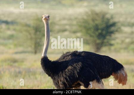 Struzzo comune (Struthio camelus), maschio adulto, in piedi in erba, allerta, Kgalagadi Tranfrontiera Park, Capo del Nord, Sud Africa, Africa Foto Stock