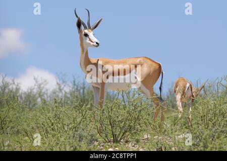 Springboks (Antidorcas marsupialis), madre attenta con giovane maschio, su terreno accidentato, Kgalagadi Tranfrontiera Park, Capo del Nord, Sud Africa Foto Stock