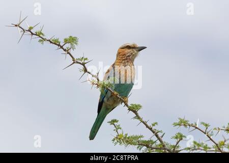 Rullo tostato lilla (Coracias caudatus), seduto su un ramo spinoso, in cerca di preda, Kgalagadi Tranfrontalier Park, Capo del Nord, Sud Africa Foto Stock