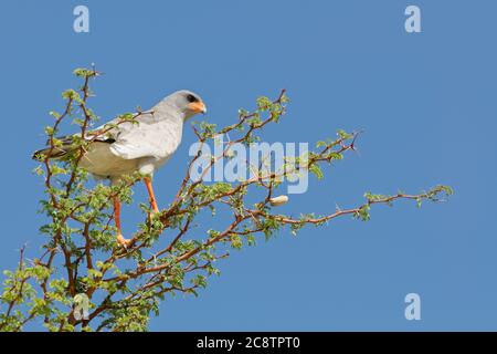 Goshawk pallido canti (Melierax canorus), adulto arroccato su un ramo spinoso, alla ricerca di preda, Kgalagadi TransFrontier Park, Capo del Nord, Sud Africa Foto Stock