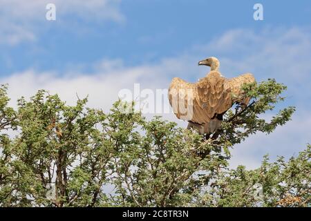 Avvoltoio con schienale bianco (Gyps africanus), adulto, arroccato su una cima di un albero, ali allargate, Kgalagadi TransFrontier Park, Capo del Nord, Sud Africa, Africa Foto Stock