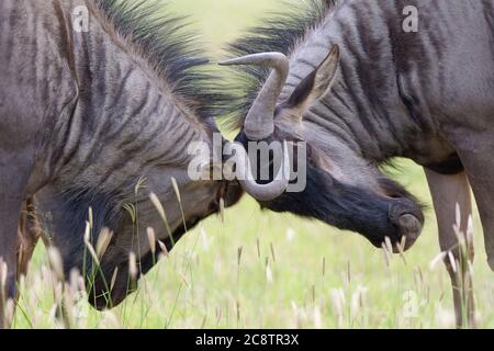 Blue wildebeests (Connochaetes taurinus), due maschi adulti, lottando per la dominanza, Kgalagadi TransFrontier Park, Capo del Nord, Sud Africa, Africa Foto Stock