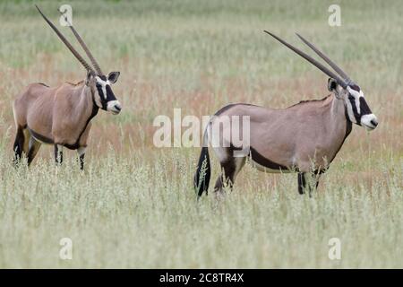 Gemsboks (Oryx gazella), adulti, in piedi in erba alta, Kgalagadi Tranfrontiera Park, Capo del Nord, Sud Africa, Africa Foto Stock