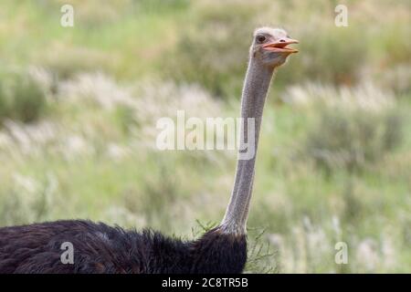 Struzzo comune (Struthio camelus), uomo adulto, ritratto animale, Kgalagadi Tranfrontiera Park, Capo del Nord, Sudafrica, Africa Foto Stock