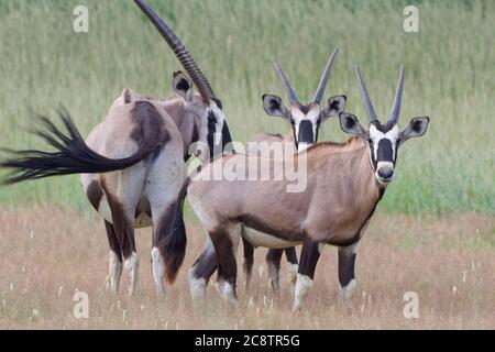 Gemsboks (Oryx gazella), madre con due giovani orici maschili, in piedi in erba alta, Kgalagadi Tranfrontiera Park, Capo del Nord, Sud Africa Foto Stock