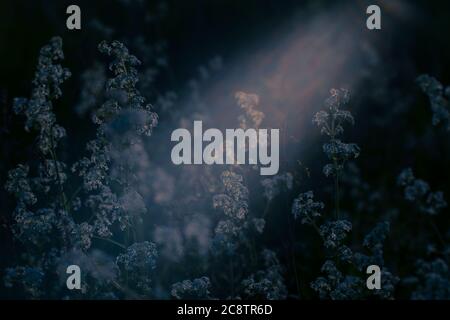 Piante di prato in fiori bianchi al chiaro di luna. Sfondo. Foto Stock