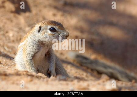 Scoiattolo di terra del capo (Xerus inauris), giovane, che guarda fuori dall'entrata di burrow, alert, Parco di frontiera di Kgalagadi, Capo del Nord, Sudafrica Foto Stock