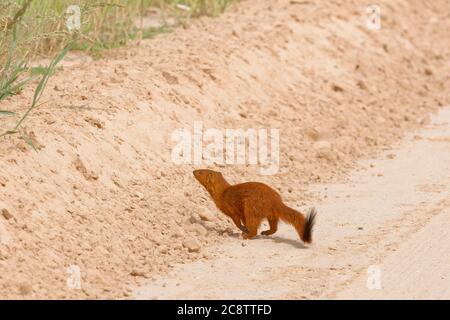 Mongoose snella (Galerella sanguinea), uomo adulto, che corre e attraversa la strada sterrata, Kgalagadi TransFrontier Park, Capo del Nord, Sud Africa Foto Stock