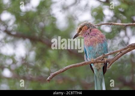 Rullo tostato lilla (Coracias caudatus), seduto su un ramo, in cerca di preda, Kgalagadi Tranfrontalier Park, Capo del Nord, Sud Africa, Africa Foto Stock