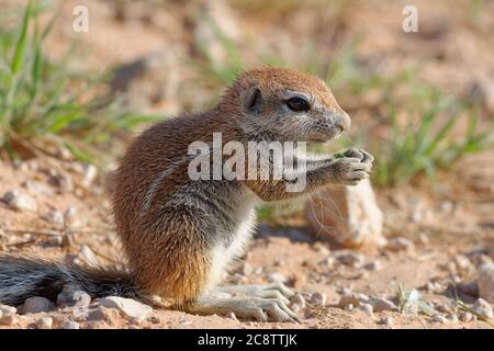 Scoiattolo di terra del capo (Xerus inauris), maschio giovane, alimentazione sull'erba verde, Kgalagadi TransFrontier Park, Capo del Nord, Sudafrica, Africa Foto Stock