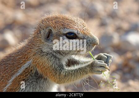 Scoiattolo di terra del capo (Xerus inauris), maschio giovane, che si nutre su una lama d'erba, Kgalagadi TransFrontier Park, Capo del Nord, Sudafrica, Africa Foto Stock